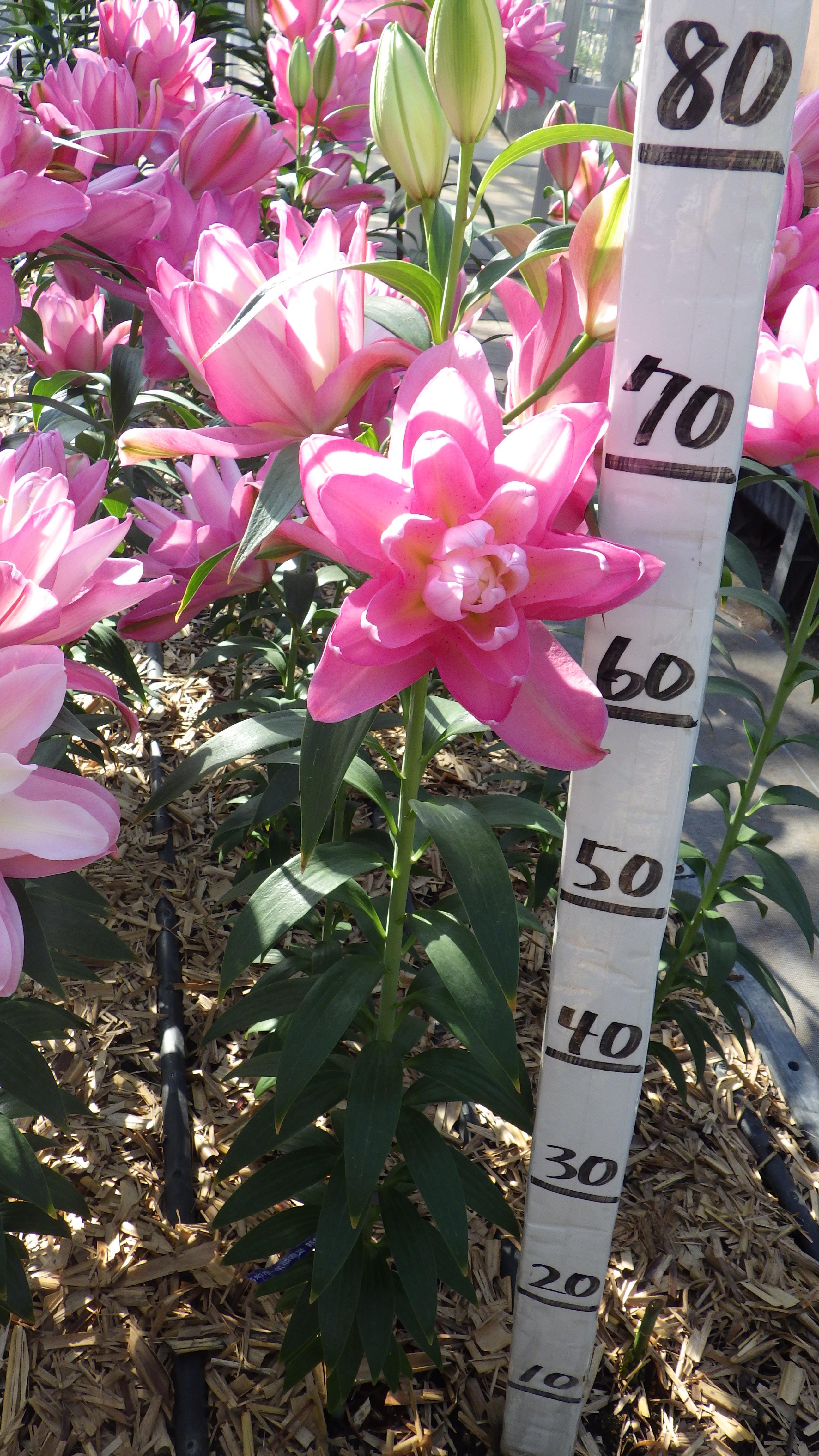 ラッキークイーン(八重)